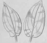 Ornaments adapted from Nature Plate C 524