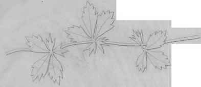 Ornaments adapted from Nature Plate CI 527