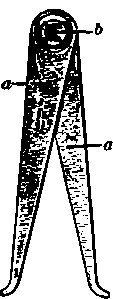 Inside calipers, a, legs; b, joint.
