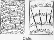 A The Structure And Composition Of Wood 4
