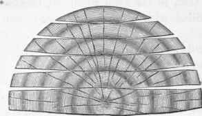 Fig. 4. Shrinkage in planks.