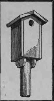 How To Make A Bluebird House 223