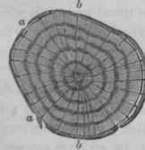 Materials From The Vegetable Kingdom Section I The 1001