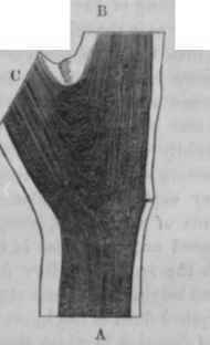 Ornamental Characters Of Woods Section I Fibre Or  1007