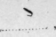 Half Length Principle 726