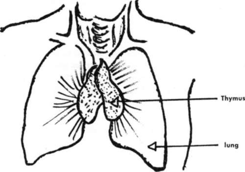 Location of the Thymus