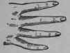A The Pointed Fingers 21