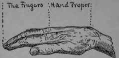 The Divisions Of The Back Of The Hand