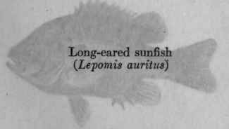 I The Importance Of Minnows And Their Allies For G 21
