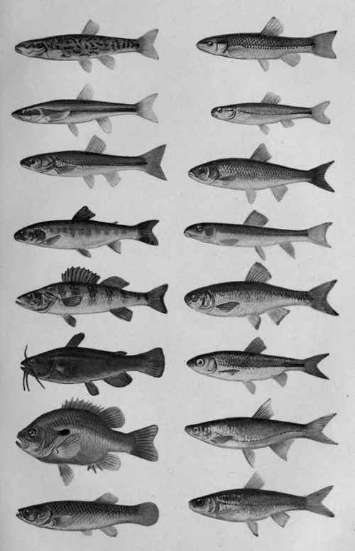 I The Importance Of Minnows And Their Allies For G 25
