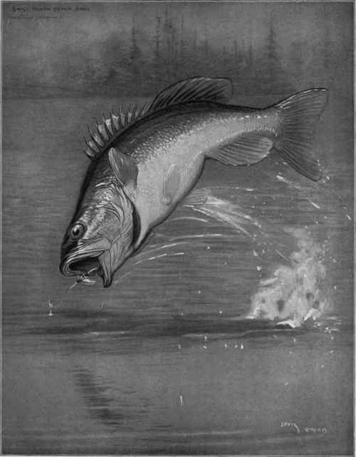 Small mouth black bass Micropterus Dolomien