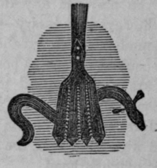 Eel