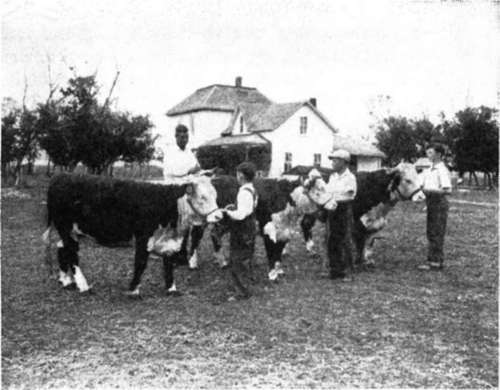 Boys And Their Beef Cattle North Dakota