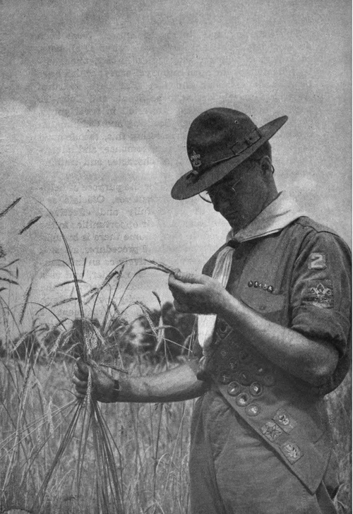 Caring For Wheat