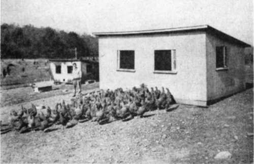 Connecticut Farm Boy And His Barred Rocks