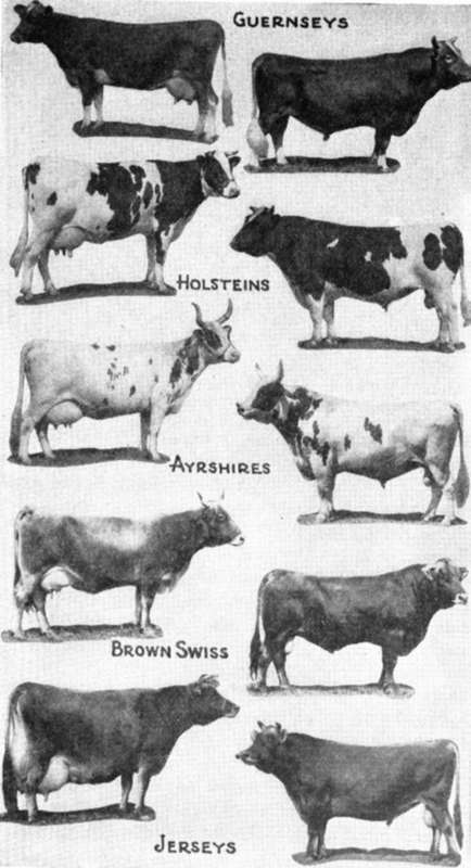 Cows