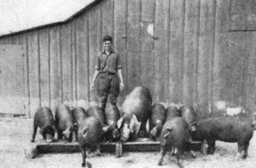Feeding His Poland China Pigs Kansas