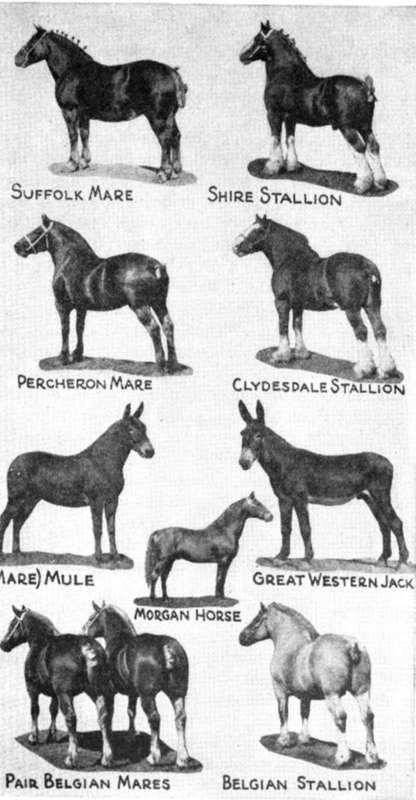 Horses