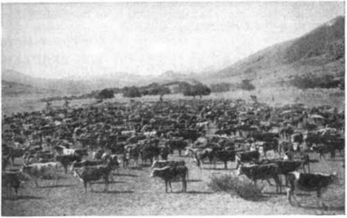 Rounding Up The Herd New Mexico