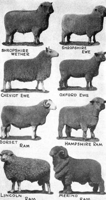 Sheep