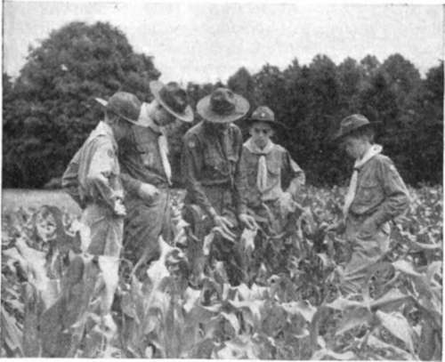 The Corn Tassels Peep Through New Jersey