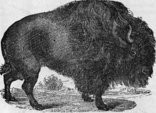 AMERICAN BISON.