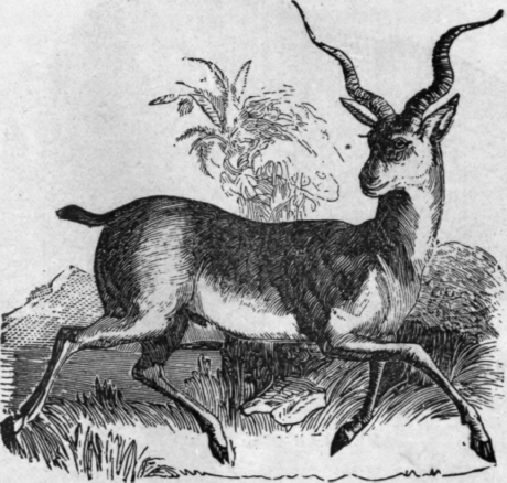 ANTELOPE.