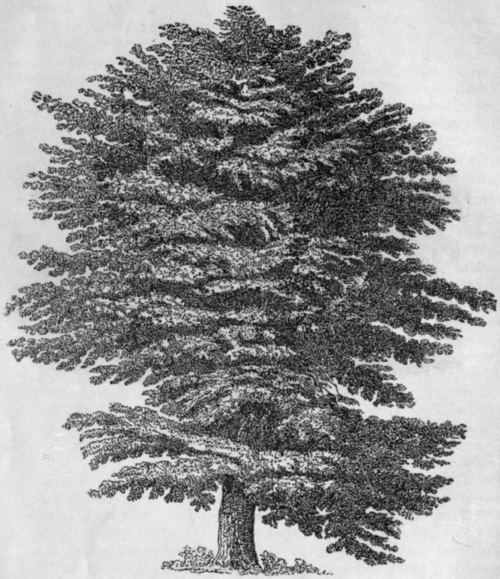 CEDAR OF LEBANON.