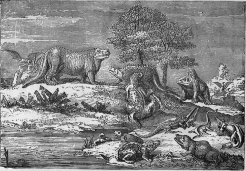 FOSSILS IGUANODON