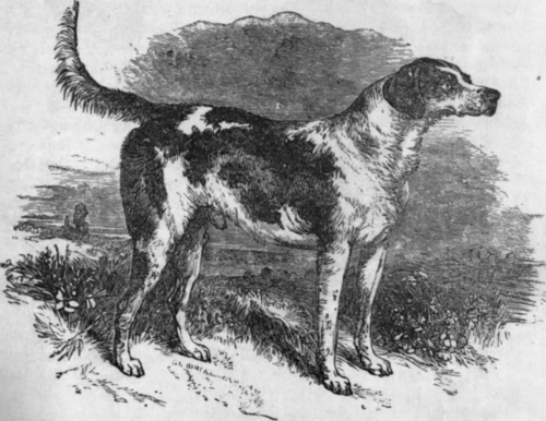 FOX HOUND.