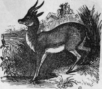 GAZELLE.