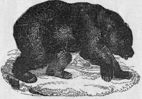 GRIZZLY BEAR.