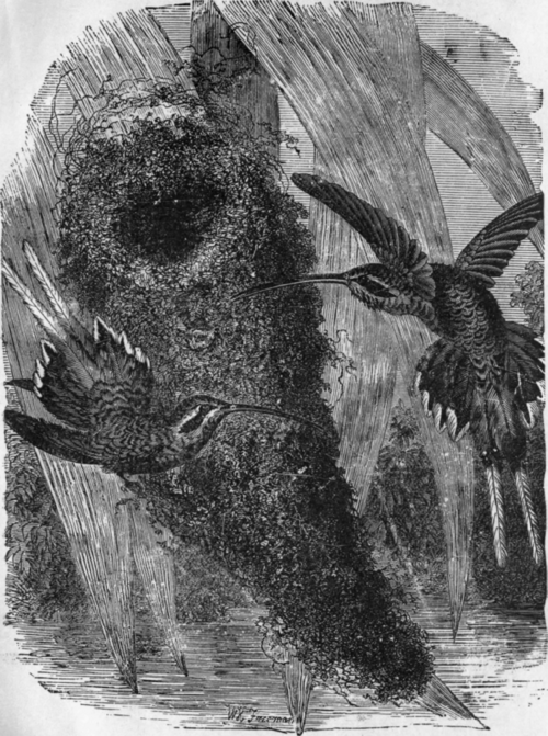 HUMMING BIRDS