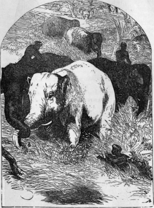 HUNTING THE WHITE ELEPHANT.