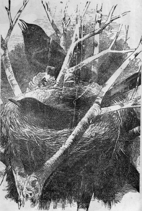INDIAN BIRD'S NEST.