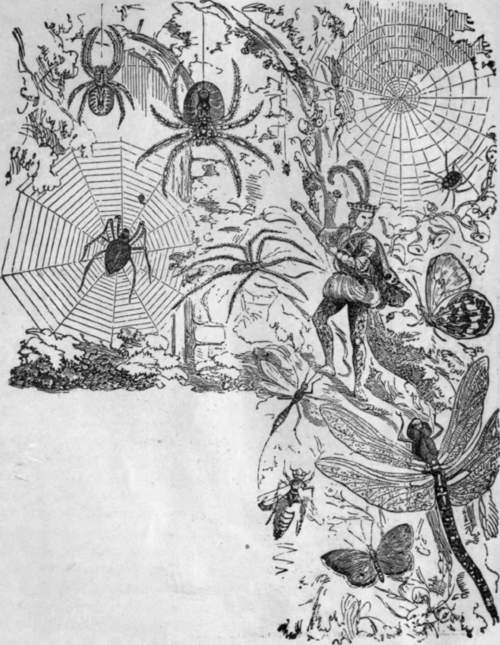 INGENUITY OF THE SPIDER.