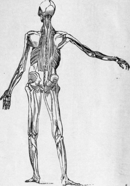 MUSCLES OF THE HUMAN BODY.   BACK VIEW.