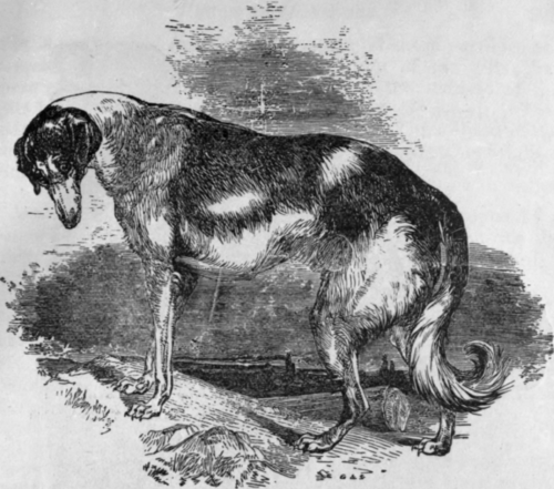 PERSIAN GREYHOUND.