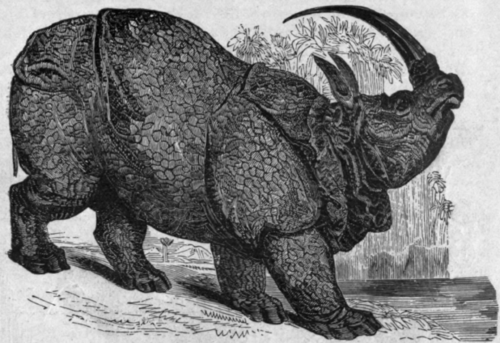 RHINOCEROS. Many varieties of this formidable animal are found in Asia and Africa. The above figure represents the Asiatic variety, which has but one horn.