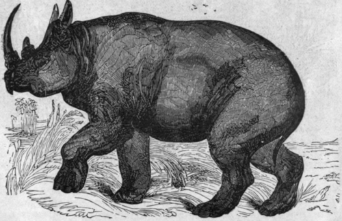 RHINOCEROS. Of the African rhinoceros, Mr. Cumming, the famous hunter, describes several kinds. The above figure represents the two horned kind, which is found nowhere but in Africa. Mr. Cumming killed many of this kind.