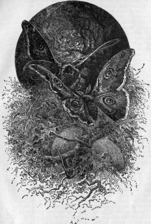 SILK WORMS.
