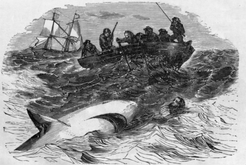 TERRIBLE ADVENTURE WITH A SHARK
