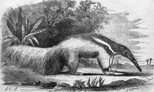THE ANT EATER.