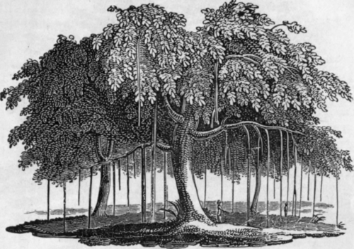 THE BANNIAN TREE.