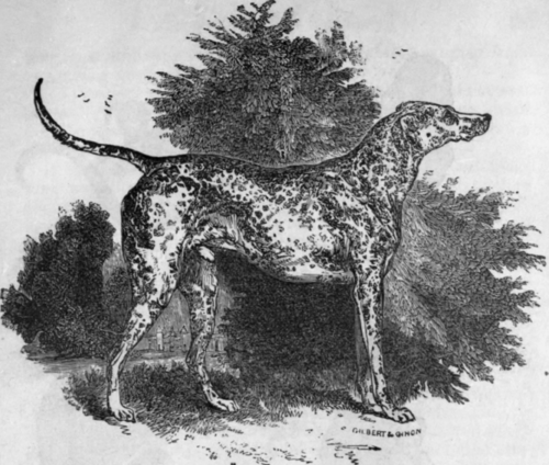 THE DANISH DOG.