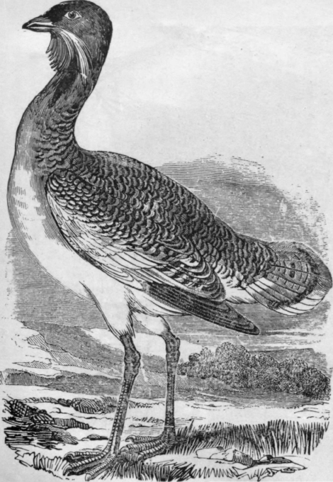 THE GREAT BUSTARD. Found in Europe, Asia, and Africa, but in no part of the New World.
