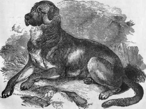 THE ICELAND DOG