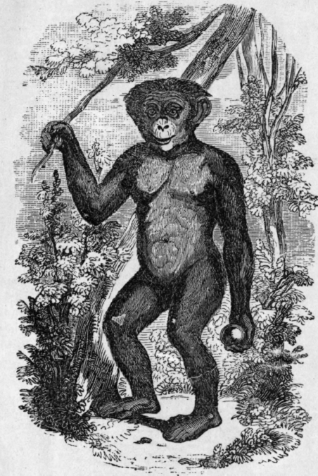 THE ORANG OUTANG, Ape, or Man of the Woods,