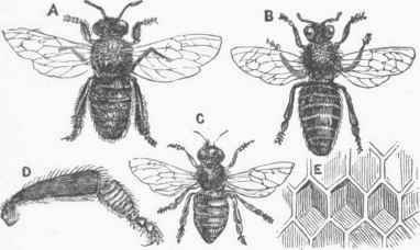 A, Drone. B, Queen Bee. C, Worker. I, Leg of Worker, showing cavity for propolis. E, Cells for honey.