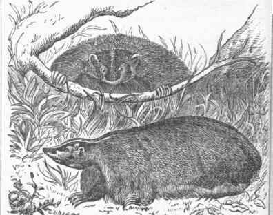 American Badger (Meles Labradorica).